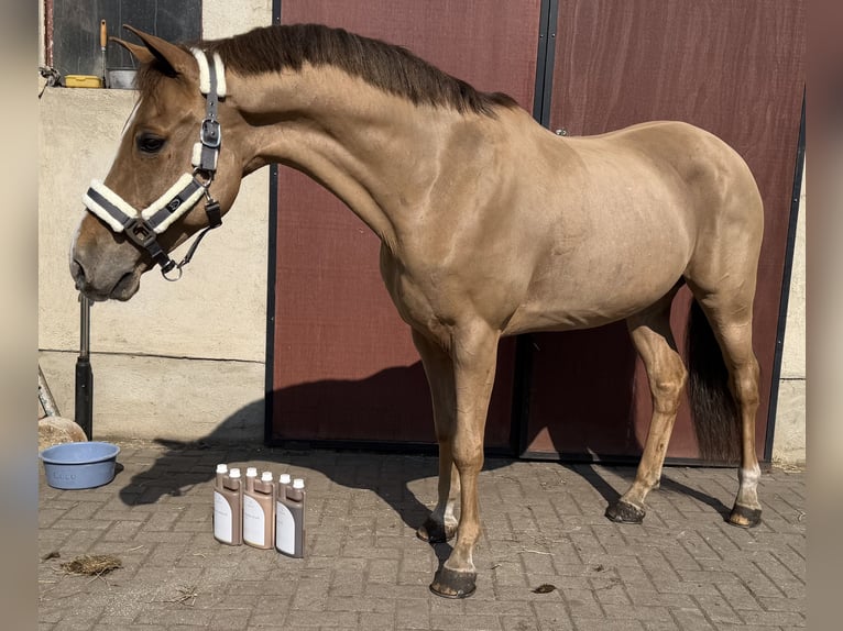 Poni New Forest Caballo castrado 13 años 147 cm Alazán in Zerbst