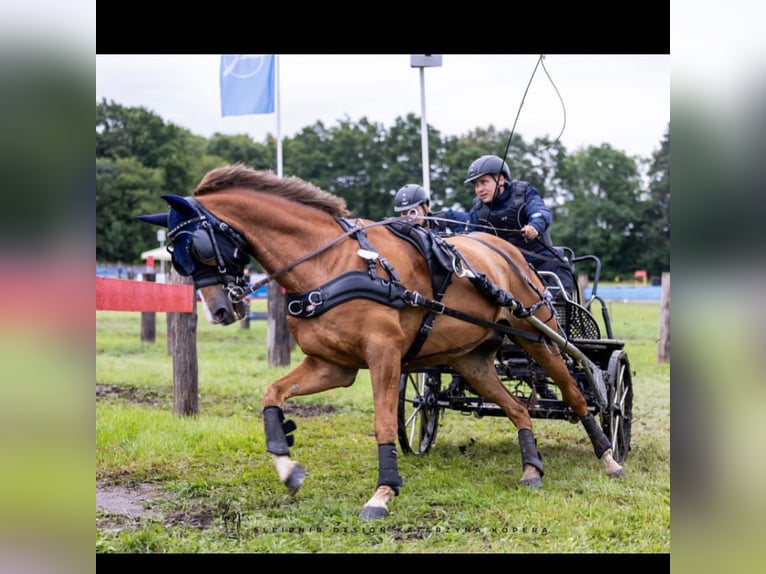 Poni New Forest Caballo castrado 13 años 147 cm Alazán in Zerbst