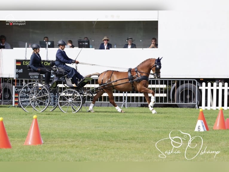 Poni New Forest Caballo castrado 13 años 147 cm Alazán in Zerbst