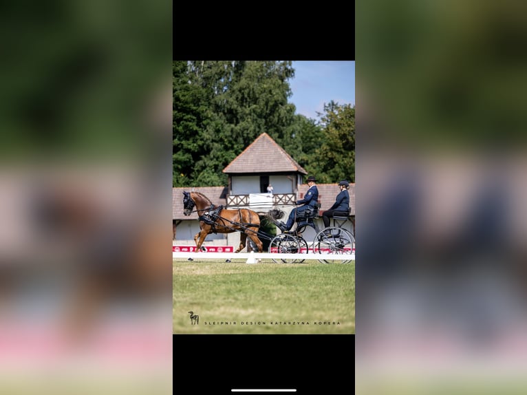 Poni New Forest Caballo castrado 13 años 147 cm Alazán in Bonitz