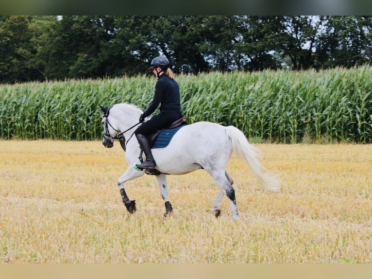Poni New Forest Caballo castrado 14 años 142 cm Tordo picazo in Lastrup
