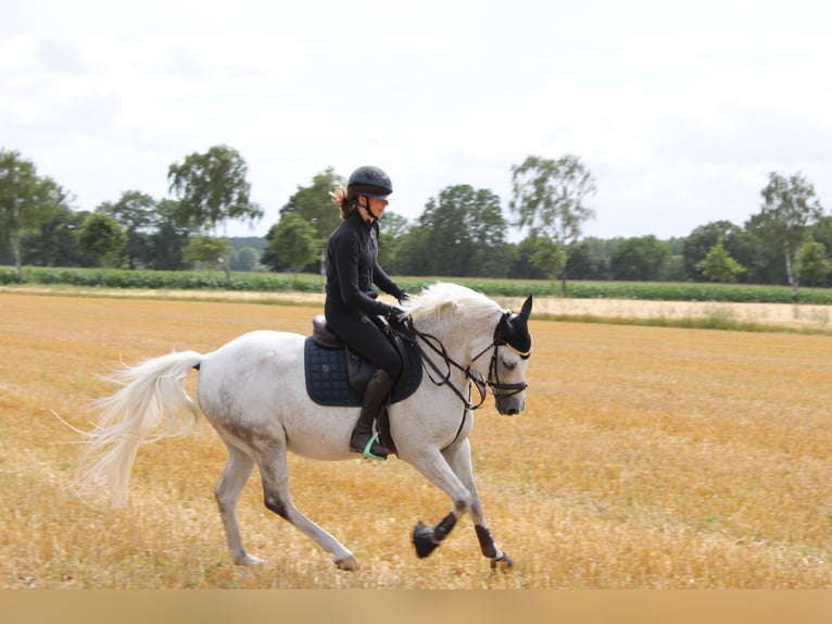 Poni New Forest Caballo castrado 14 años 142 cm Tordo picazo in Lastrup