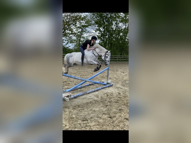 Poni New Forest Caballo castrado 14 años 142 cm Tordo picazo in Essen (Oldenburg)