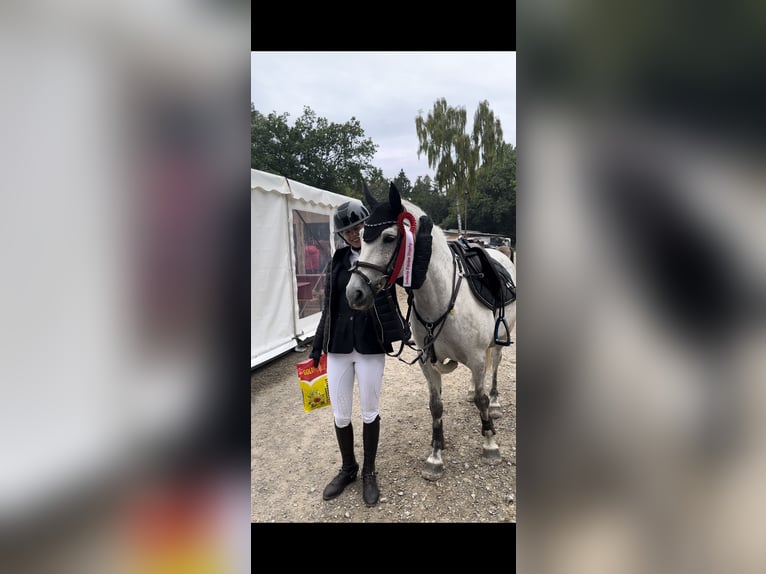 Poni New Forest Caballo castrado 14 años 142 cm Tordo picazo in Essen (Oldenburg)
