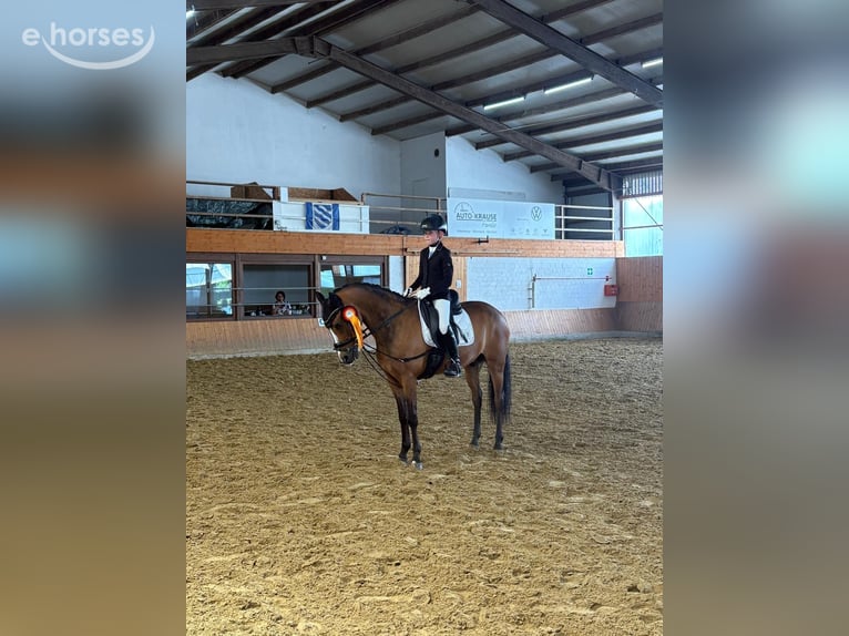 Poni New Forest Caballo castrado 14 años 146 cm Castaño in Coesfeld
