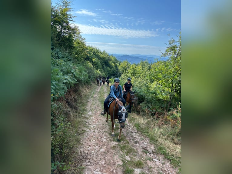 Poni New Forest Caballo castrado 14 años 147 cm Alazán in Gengenbach