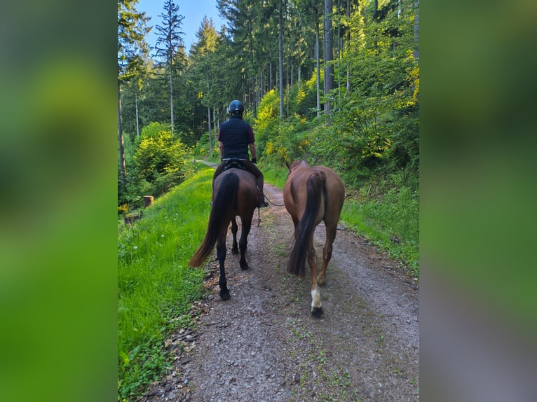Poni New Forest Caballo castrado 14 años 147 cm Alazán in Gengenbach