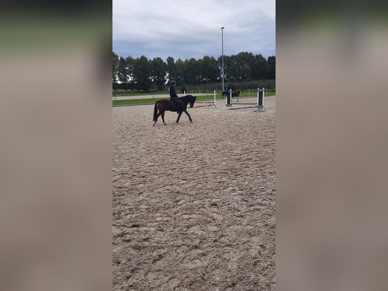 Poni New Forest Caballo castrado 15 años 140 cm Castaño in Bakum