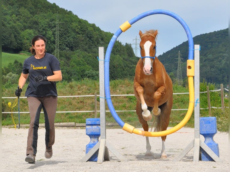 Poni New Forest Caballo castrado 15 años 146 cm Alazán in Altenmarkt