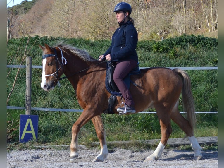 Poni New Forest Caballo castrado 15 años 146 cm Alazán in Altenmarkt