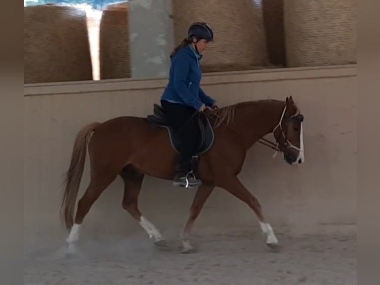 Poni New Forest Caballo castrado 15 años 146 cm Alazán in Altenmarkt