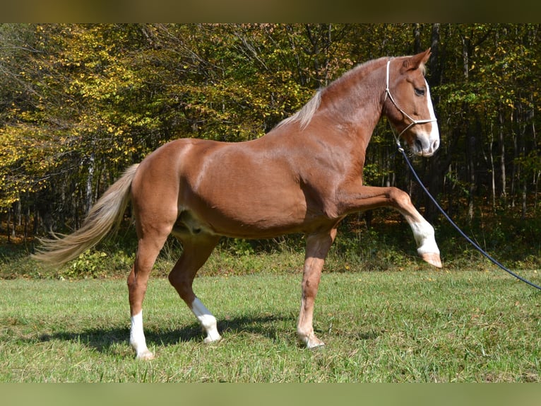Poni New Forest Caballo castrado 15 años 146 cm Alazán in Altenmarkt