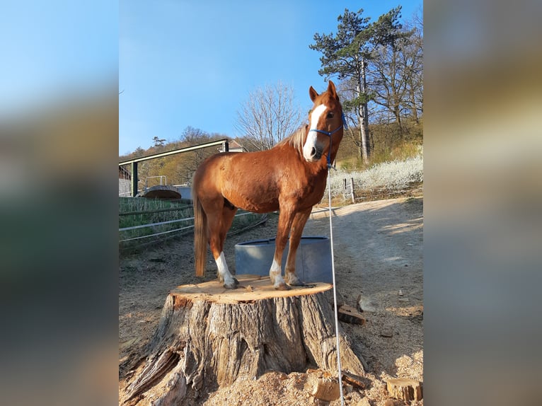 Poni New Forest Caballo castrado 15 años 146 cm Alazán in Altenmarkt