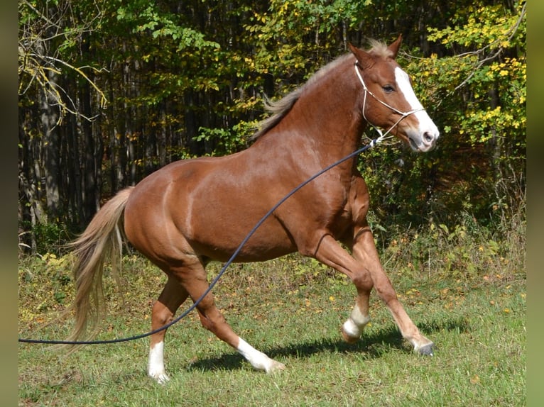 Poni New Forest Caballo castrado 15 años 146 cm Alazán in Altenmarkt