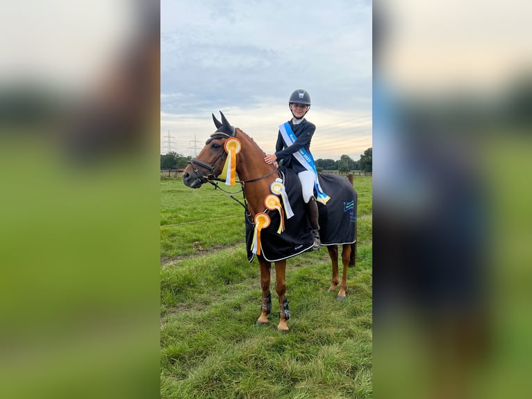 Poni New Forest Caballo castrado 15 años 147 cm Alazán in Dorsten