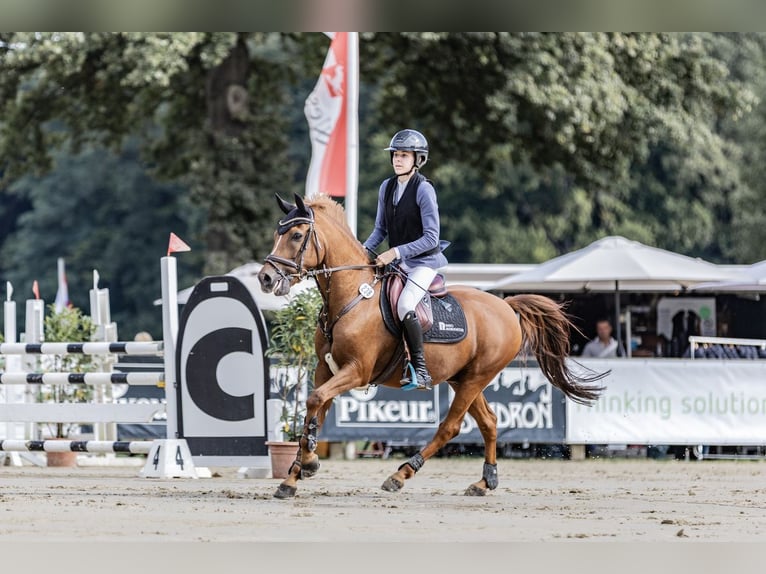 Poni New Forest Caballo castrado 15 años 147 cm Alazán in Dorsten