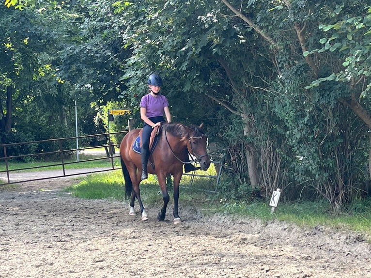 Poni New Forest Caballo castrado 15 años 148 cm Castaño in Idstedt