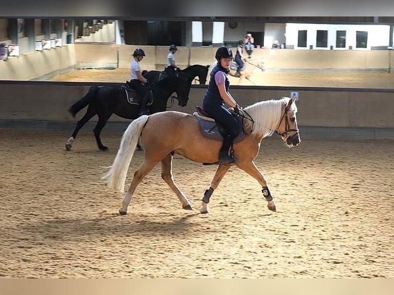 Poni New Forest Caballo castrado 15 años 148 cm Palomino in Canach