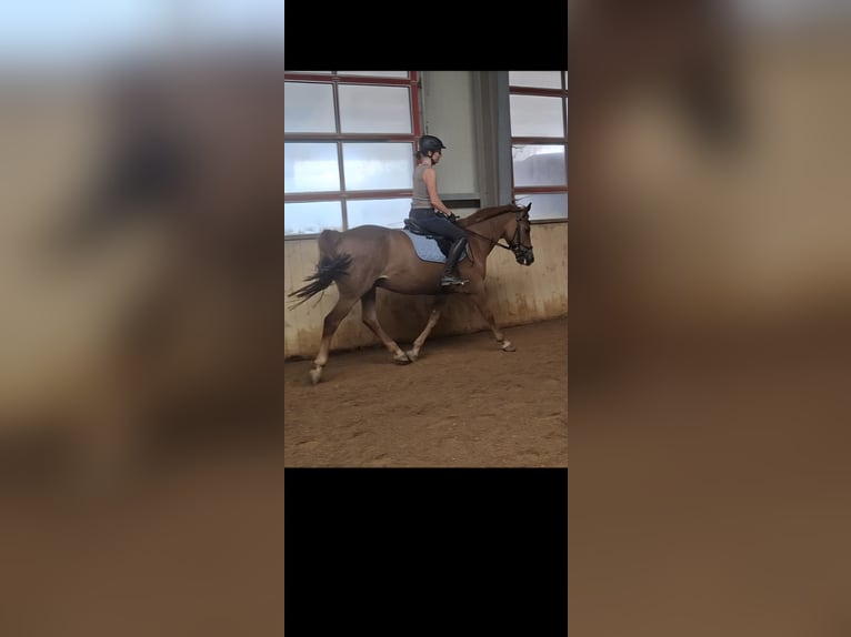 Poni New Forest Caballo castrado 15 años 151 cm Alazán in Alerheim