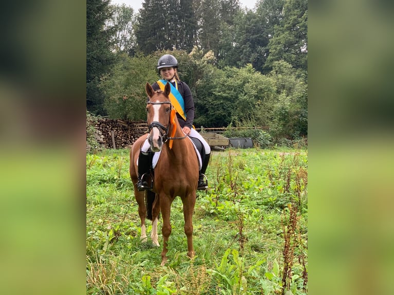 Poni New Forest Caballo castrado 16 años 145 cm Alazán in Esslingen am Neckar