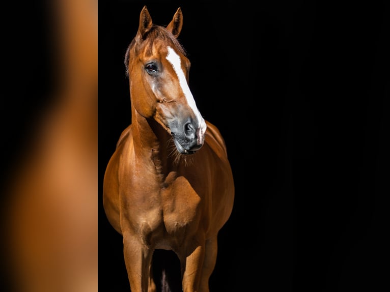 Poni New Forest Caballo castrado 16 años 145 cm Alazán in Esslingen am Neckar