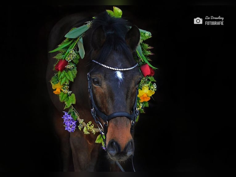 Poni New Forest Caballo castrado 16 años 145 cm Castaño in Willich