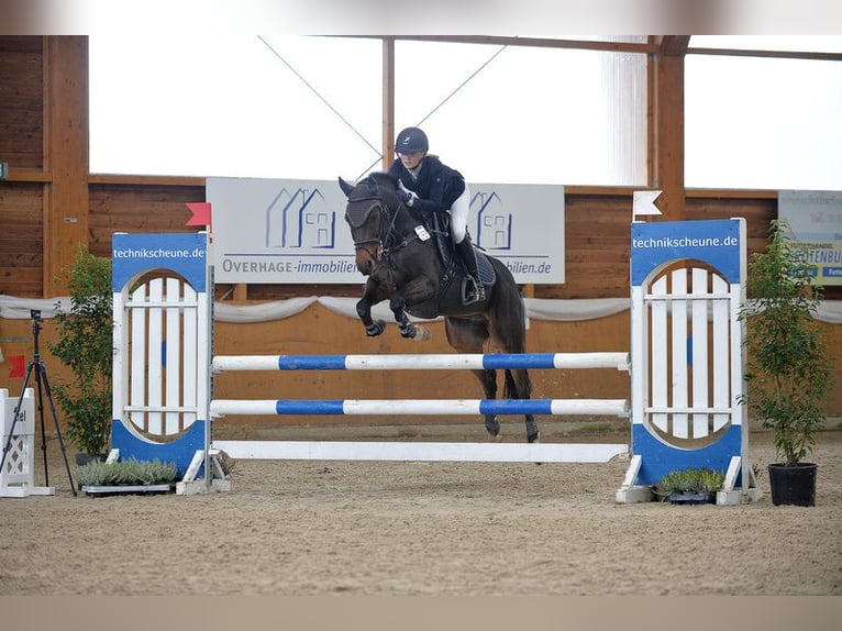 Poni New Forest Caballo castrado 16 años 145 cm Castaño in Willich