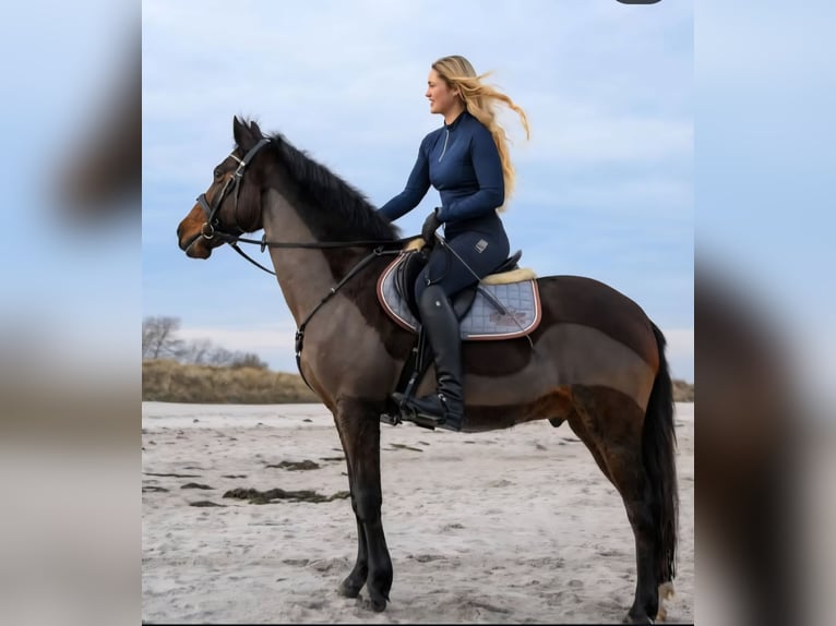 Poni New Forest Caballo castrado 16 años 147 cm Castaño in Plön