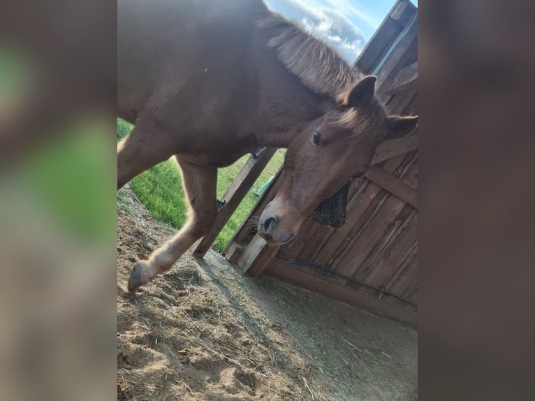 Poni New Forest Caballo castrado 16 años 152 cm Alazán in Alerheim