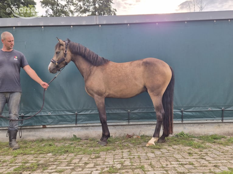 Poni New Forest Caballo castrado 3 años 144 cm Buckskin/Bayo in Heerlen