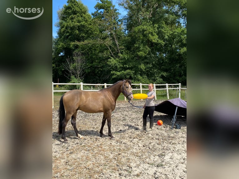 Poni New Forest Caballo castrado 3 años 144 cm Buckskin/Bayo in Heerlen