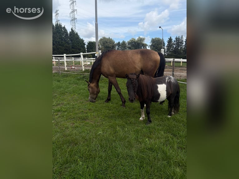 Poni New Forest Caballo castrado 3 años 144 cm Buckskin/Bayo in Heerlen