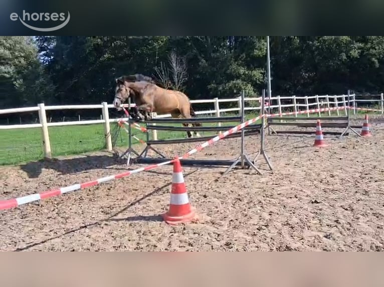 Poni New Forest Caballo castrado 3 años 144 cm Buckskin/Bayo in Heerlen