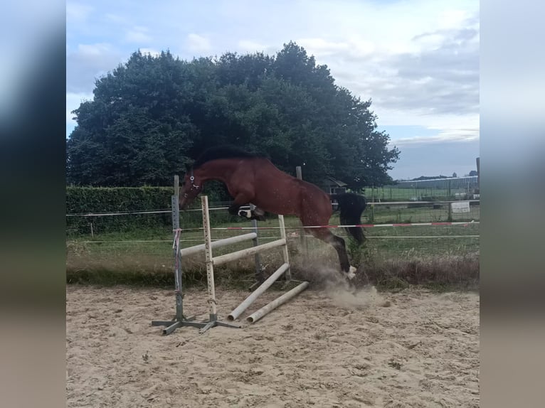 Poni New Forest Caballo castrado 3 años 144 cm Castaño in Koningsbosch