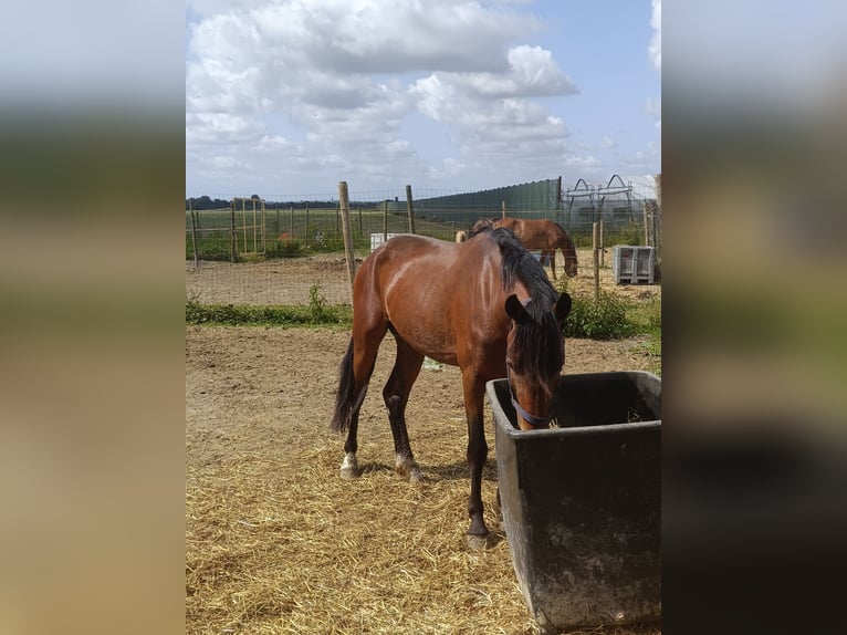 Poni New Forest Caballo castrado 3 años 144 cm Castaño in Koningsbosch