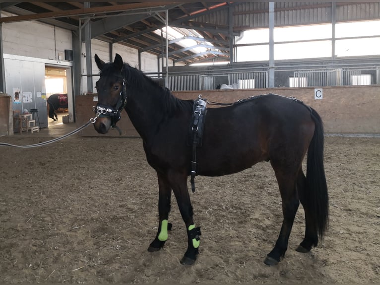 Poni New Forest Caballo castrado 3 años 145 cm Castaño in Rheine