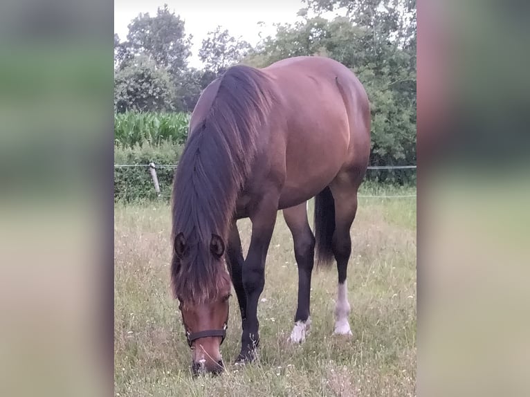 Poni New Forest Caballo castrado 3 años 145 cm Castaño in Zelhem