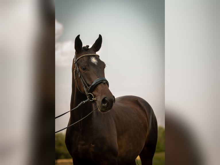 Poni New Forest Caballo castrado 4 años 143 cm Castaño oscuro in Heinzenbach