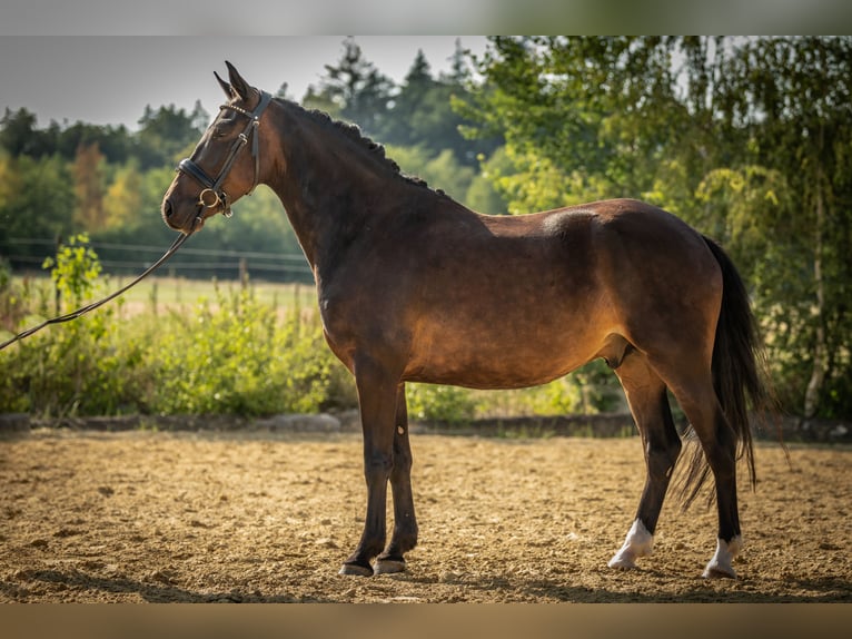 Poni New Forest Caballo castrado 4 años 143 cm Castaño oscuro in Heinzenbach