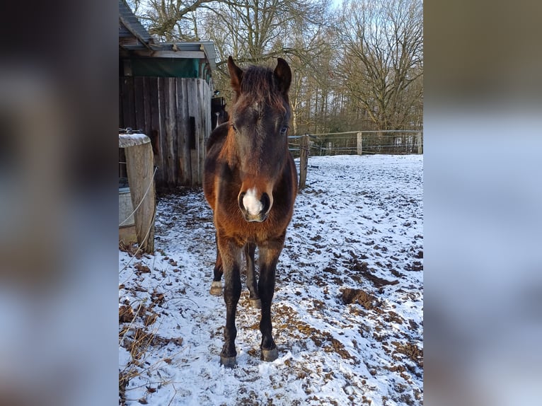 Poni New Forest Caballo castrado 4 años 143 cm Castaño oscuro in Toppenstedt