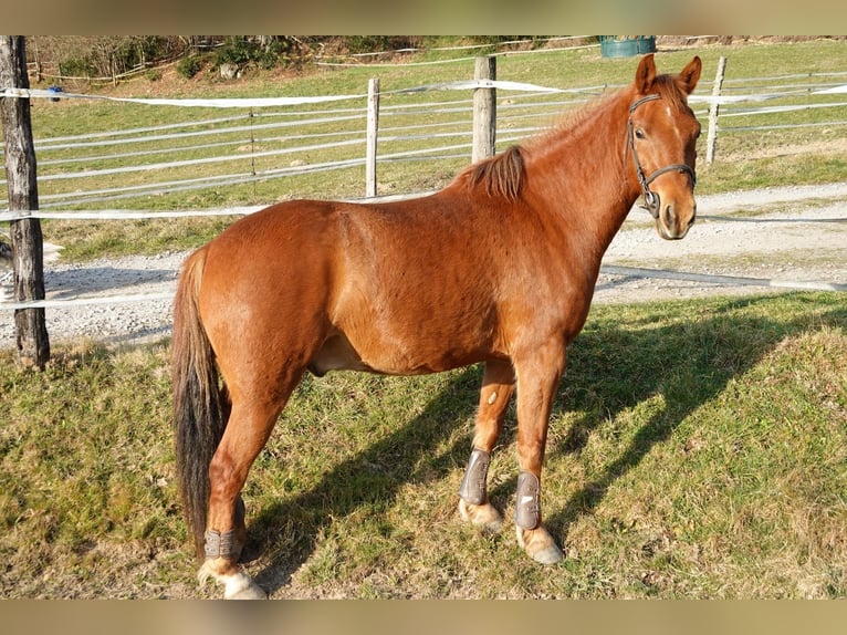 Poni New Forest Caballo castrado 4 años 144 cm Alazán in Saint-Fr&#xE9;joux