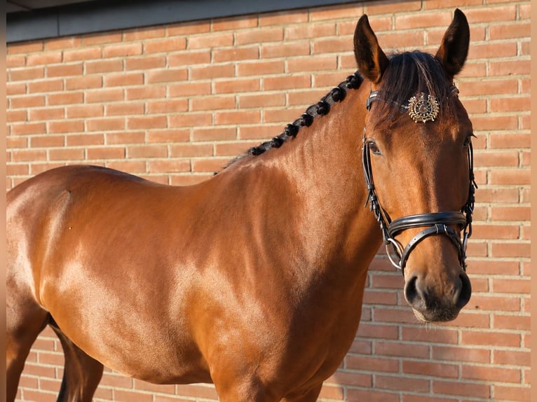 Poni New Forest Caballo castrado 4 años 144 cm Castaño in Zeewolde