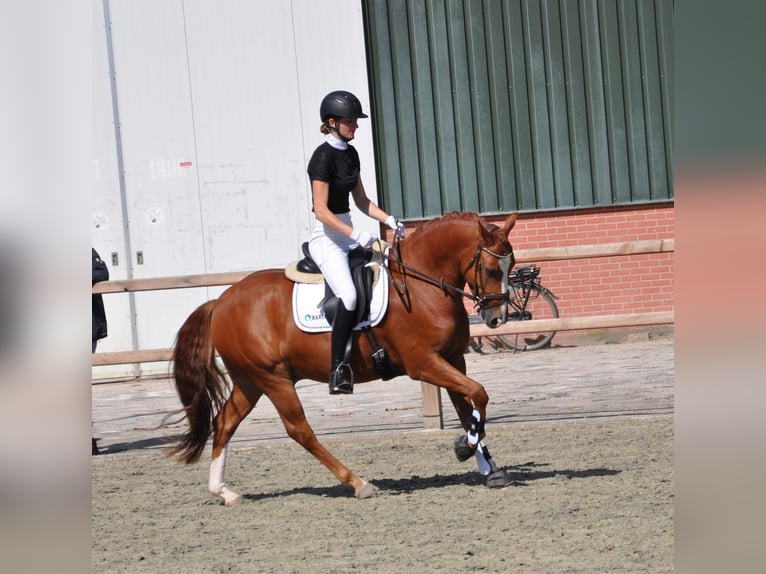 Poni New Forest Caballo castrado 4 años 145 cm Alazán in Venlo