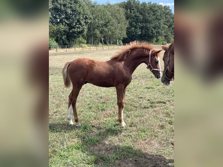 Poni New Forest Caballo castrado 4 años 145 cm Alazán in Venlo
