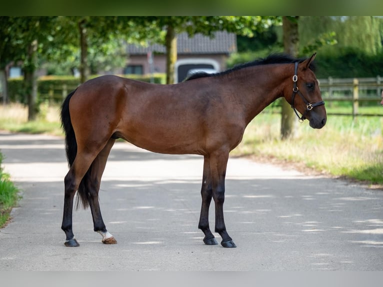 Poni New Forest Caballo castrado 4 años 145 cm Castaño rojizo in Niitvälja Harjumaa