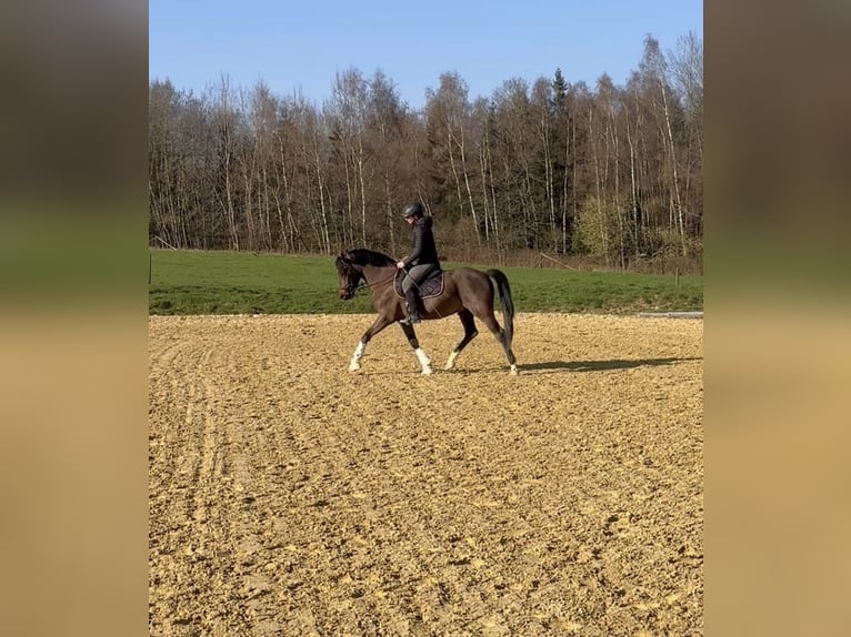 Poni New Forest Caballo castrado 4 años 146 cm Castaño in Heinzenbach