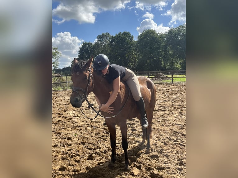 Poni New Forest Caballo castrado 4 años 147 cm Castaño in Didam