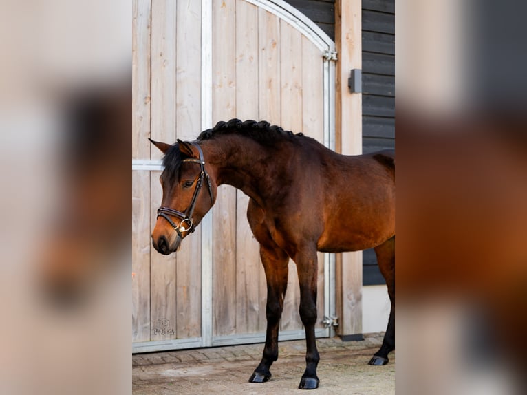 Poni New Forest Caballo castrado 4 años 147 cm Castaño oscuro in Wouwse Plantage