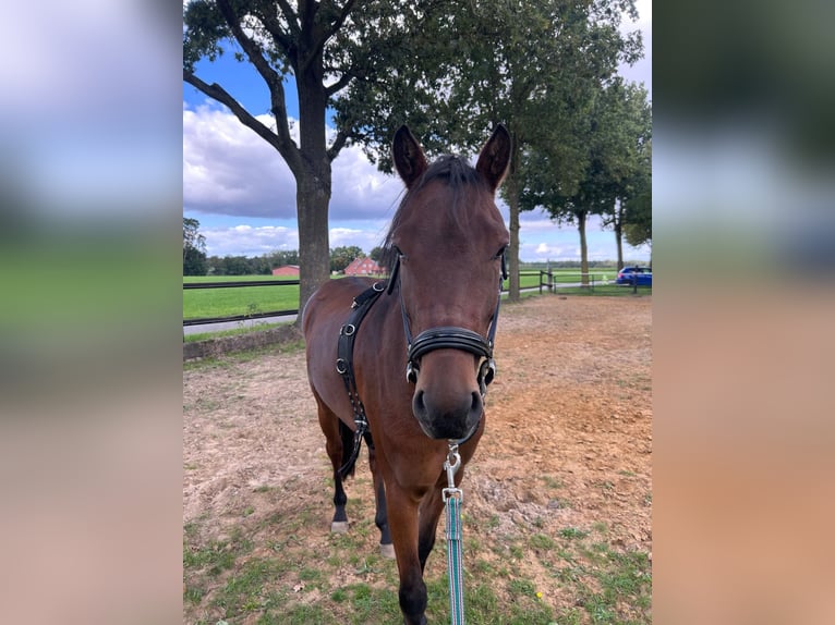 Poni New Forest Caballo castrado 5 años 135 cm Castaño in Borken