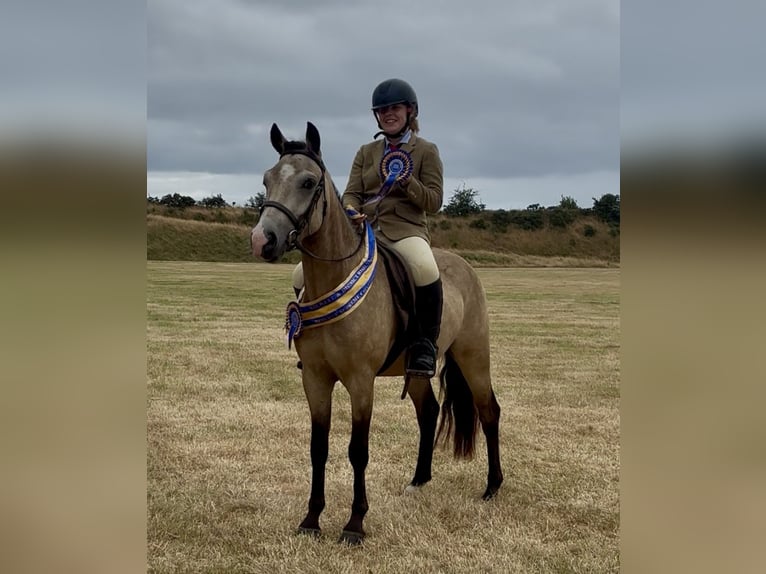 Poni New Forest Caballo castrado 5 años 138 cm Buckskin/Bayo in Newry